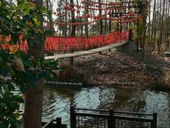 -合肥滨湖国家森林公园