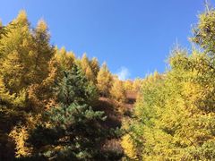 -苏木山森林公园