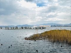 -洱海月湿地公园