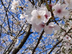 -高东镇樱花园