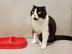 -猫儿山۰猫主题餐厅