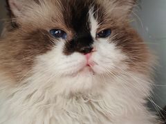 -纳吉亚猫专科动物诊疗中心(蒋宅口分院)