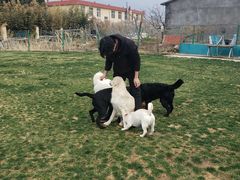 -趣玩宠物乐园寄养训犬训狗游泳池