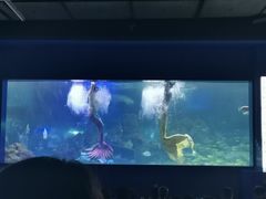-重庆欢乐海底世界