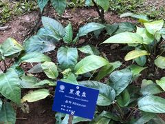 -中国科学院西双版纳热带植物园