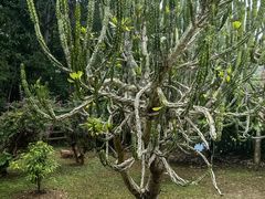 -中国科学院西双版纳热带植物园