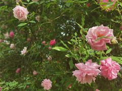 -鹅湖玫瑰文化园