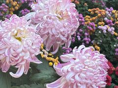 -杭州植物园
