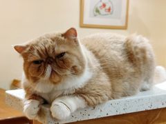 -滚猫咖啡·猫咖·猫友好撸猫(未来城店)