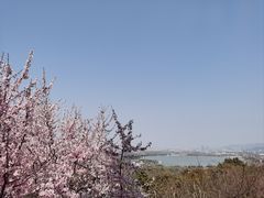 -香雪海