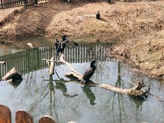 -沈阳鸟岛