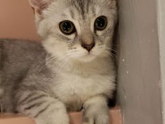-猫儿山۰猫主题餐厅