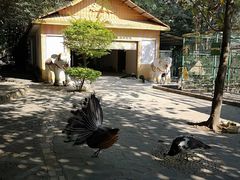 -瑞丽独树成林风景区