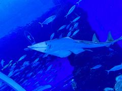 -成都浩海立方海洋公园