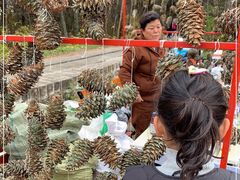 -五营红松林海景区