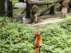 -都江堰中华大熊猫苑
