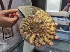 -青岛贝壳博物馆