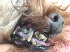 -宠福鑫康馨动物医院·骨科·眼科