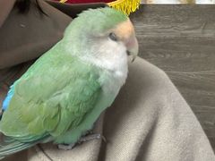 -爱侣宠医·鹦鹉专科·小型哺乳类·异宠专科(灵石路店)