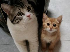 -纳吉亚猫专科动物诊疗中心(蒋宅口分院)