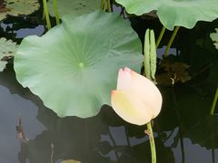 -荷花荡