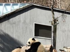 -卧龙中华大熊猫苑神树坪基地