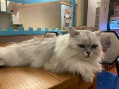 -猫小院猫主题咖啡厅(北锣店)