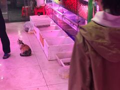 -中环花鸟鱼虫市场