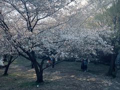 -苏州上方山国家森林公园