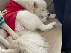 -怪兽屋·羊驼·猫咖·狗咖(俊华广场店)