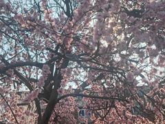 -桃花堤公园