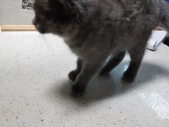 -康爱犬猫诊所·牙专科·骨外科·影像内科(丰宁店)