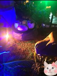 -恐龙探索乐园(磁器口店)