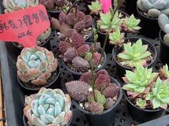 -李村大集