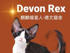 -70cat德文卷毛猫·缅因猫纯种猫舍