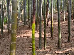 -上海佘山国家森林公园天马山园