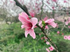 -秀丽东方
