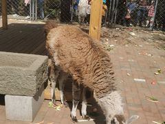 -长白岛森林公园