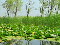 -永定河休闲森林公园