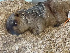 -怪兽屋·羊驼·猫咖·狗咖(俊华广场店)