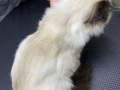 -PETKIT小佩宠物·低压洗护(国顺东路店)