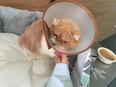 -爱侣宠医·鹦鹉专科·小型哺乳类·异宠专科(灵石路店)