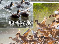 -郴州特产舜华临武鸭(郴州西站店)