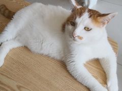 -平行世界·猫咖(首经贸店)