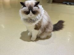 -藏猫猫咖啡主题馆(中央大道店)