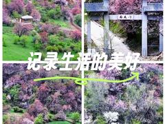 -中华福寿山