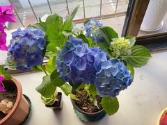 -中环花鸟鱼虫市场