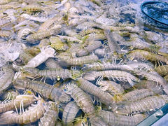 -集品鲜湾·蒸汽海鲜自助料理(青岛银座和谐广场店)