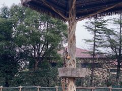 -上海野生动物园