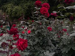 -人民公园(罗湖区)